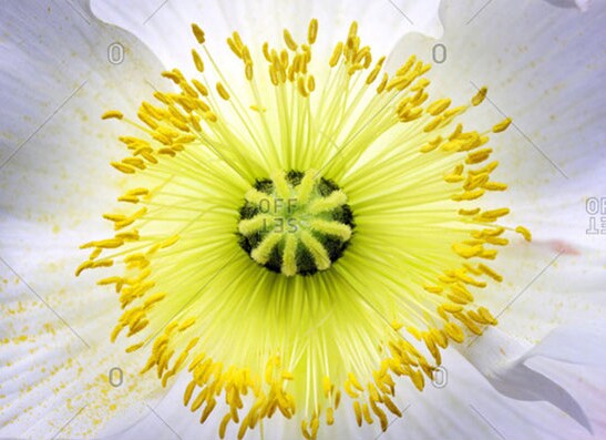 Flower Fusion&#8482;